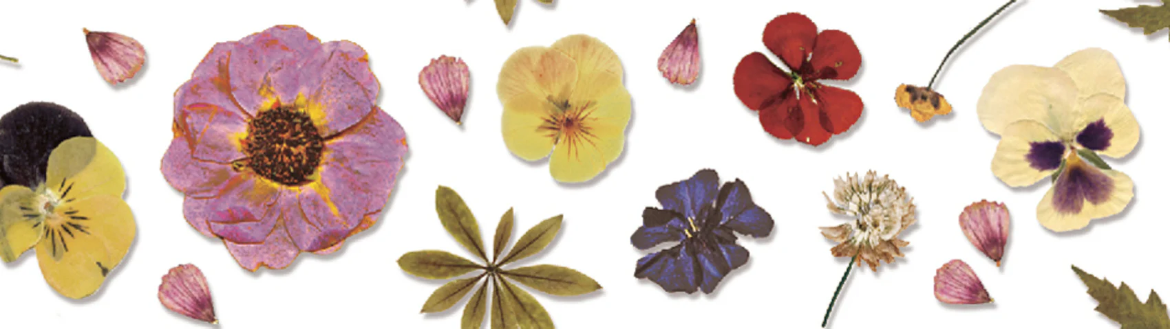 MT Pressed Flower Packing Washi Tape 1 Roll - Image 2
