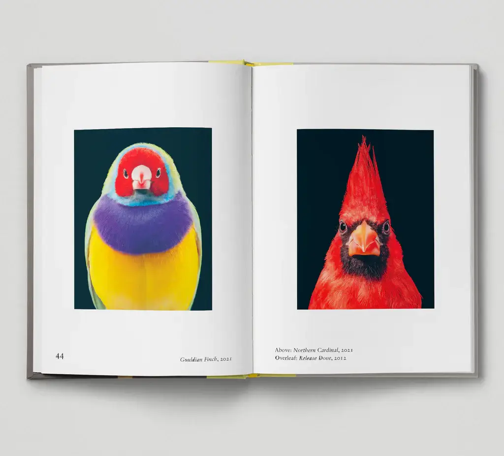 New Photography of the Bird - Image 3